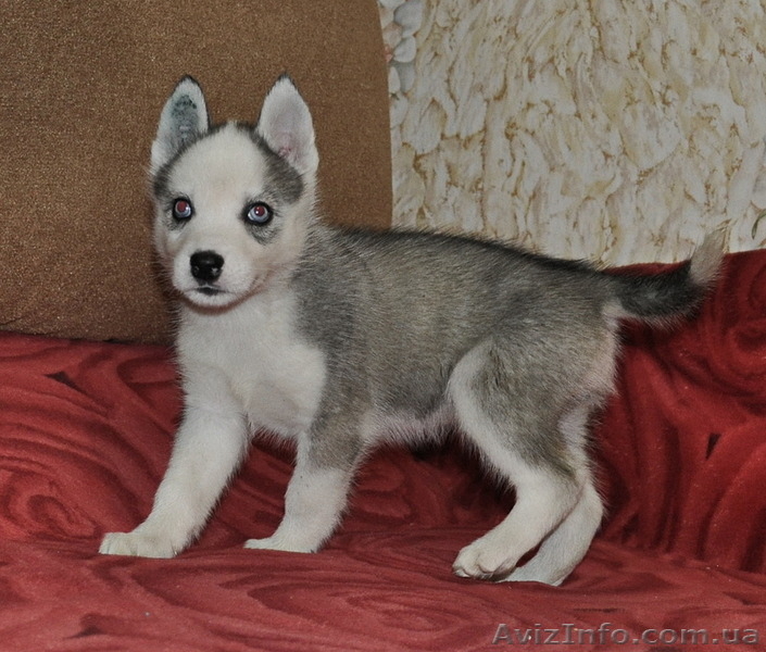 Малыши сибирский хаски - <ro>Изображение</ro><ru>Изображение</ru> #1, <ru>Объявление</ru> #816866