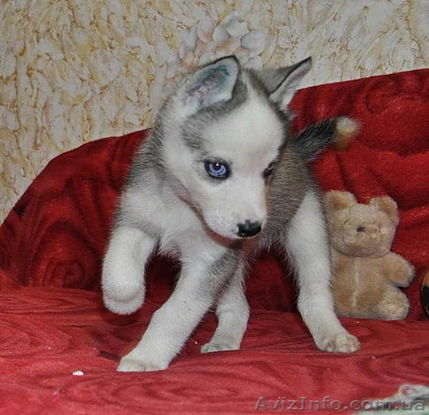 Малыши сибирский хаски - <ro>Изображение</ro><ru>Изображение</ru> #6, <ru>Объявление</ru> #816866