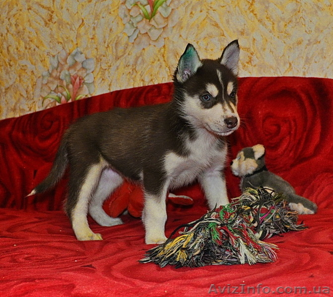 Малыши сибирский хаски - <ro>Изображение</ro><ru>Изображение</ru> #5, <ru>Объявление</ru> #816866