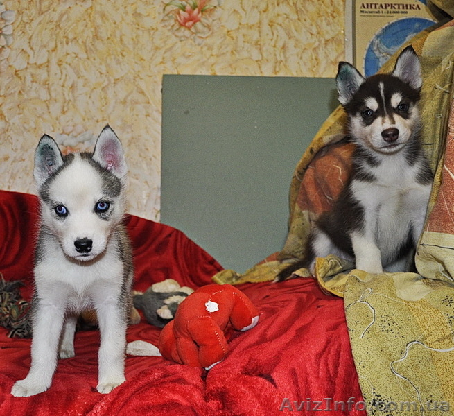 Малыши сибирский хаски - <ro>Изображение</ro><ru>Изображение</ru> #2, <ru>Объявление</ru> #816866
