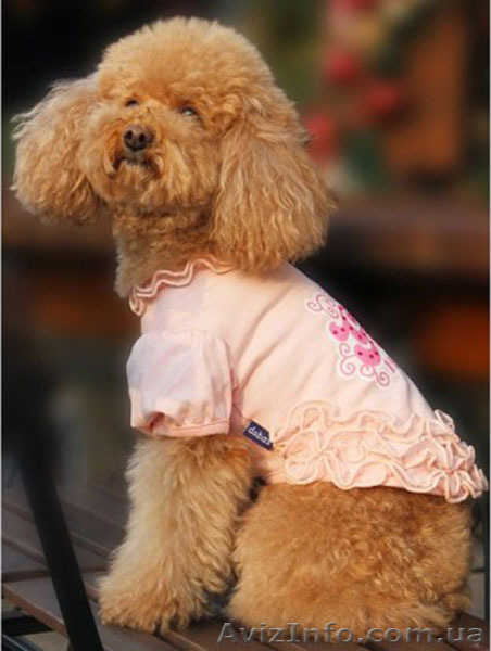 Одежда, корм, витамины для собак и кошек. Интернет-магазин «8 лап и 2 хвоста» - <ro>Изображение</ro><ru>Изображение</ru> #3, <ru>Объявление</ru> #1362502