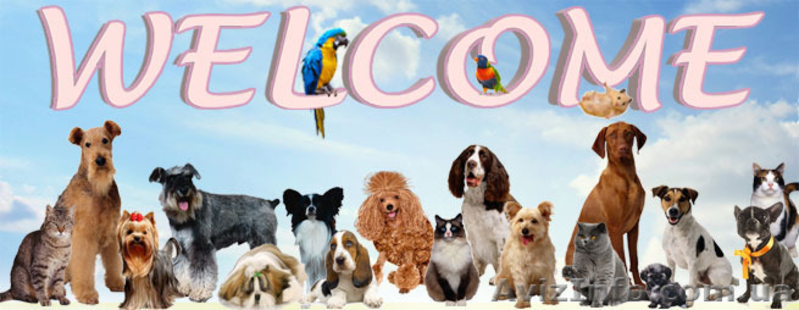 Одежда, корм, витамины для собак и кошек. Интернет-магазин «8 лап и 2 хвоста» - <ro>Изображение</ro><ru>Изображение</ru> #1, <ru>Объявление</ru> #1362502