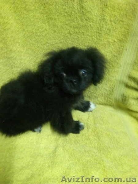 Продам щенки пекинеса в Харькове. Редкий черный окрас. Черный пекинес. - <ro>Изображение</ro><ru>Изображение</ru> #2, <ru>Объявление</ru> #1361970