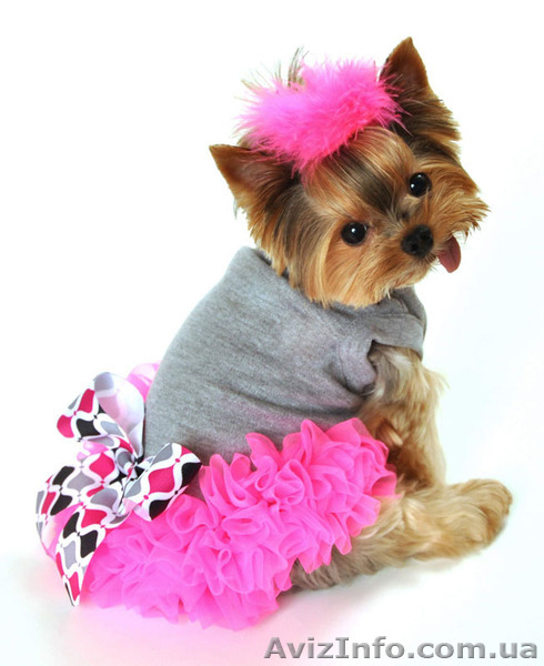 Одежда, корм, витамины для собак и кошек. Интернет-магазин «8 лап и 2 хвоста» - <ro>Изображение</ro><ru>Изображение</ru> #4, <ru>Объявление</ru> #1362502