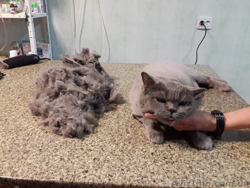 Ветеринарніе услуги - <ro>Изображение</ro><ru>Изображение</ru> #5, <ru>Объявление</ru> #1368955