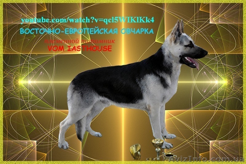 К резерву перспективные для работы, выставок и разведения щенки ВЕО.  - <ro>Изображение</ro><ru>Изображение</ru> #1, <ru>Объявление</ru> #1376353