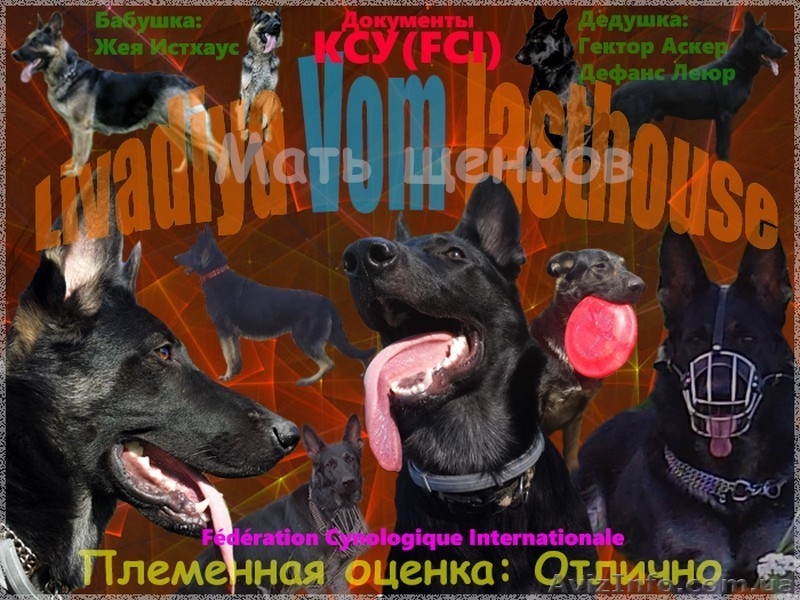 К резерву перспективные для работы, выставок и разведения щенки ВЕО.  - <ro>Изображение</ro><ru>Изображение</ru> #2, <ru>Объявление</ru> #1376353