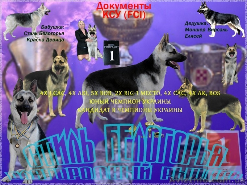 К резерву перспективные для работы, выставок и разведения щенки ВЕО.  - <ro>Изображение</ro><ru>Изображение</ru> #3, <ru>Объявление</ru> #1376353