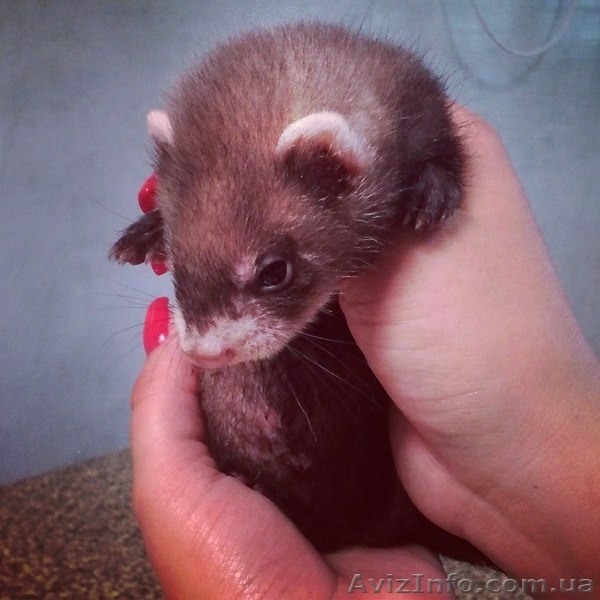 Ветеринарніе услуги - <ro>Изображение</ro><ru>Изображение</ru> #1, <ru>Объявление</ru> #1368955