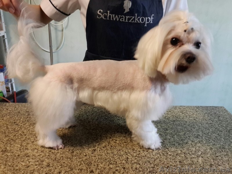 Ветеринарніе услуги - <ro>Изображение</ro><ru>Изображение</ru> #4, <ru>Объявление</ru> #1368955