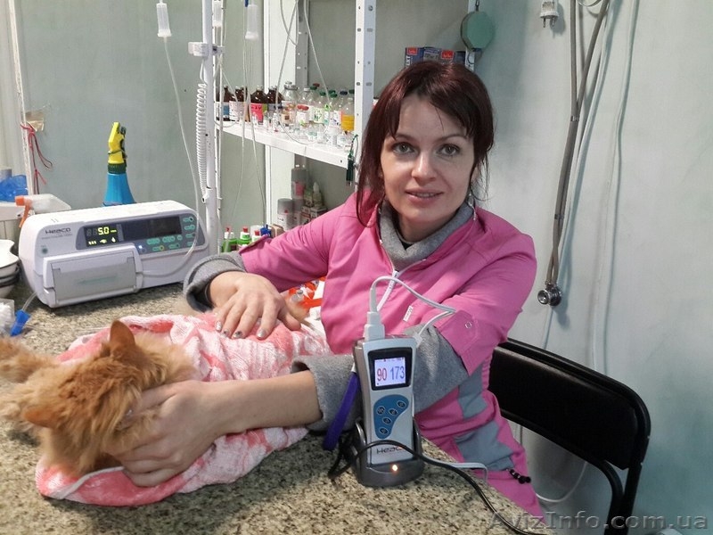 Ветеринарніе услуги - <ro>Изображение</ro><ru>Изображение</ru> #8, <ru>Объявление</ru> #1368955