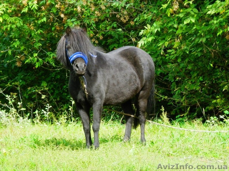 Прокат пони, логшадей, кареты - <ro>Изображение</ro><ru>Изображение</ru> #1, <ru>Объявление</ru> #1368958