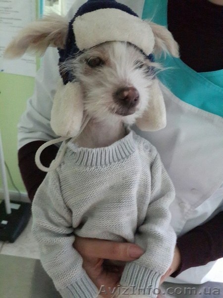 Ветеринарніе услуги - <ro>Изображение</ro><ru>Изображение</ru> #2, <ru>Объявление</ru> #1368955