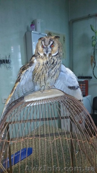 Ветеринарніе услуги - <ro>Изображение</ro><ru>Изображение</ru> #9, <ru>Объявление</ru> #1368955