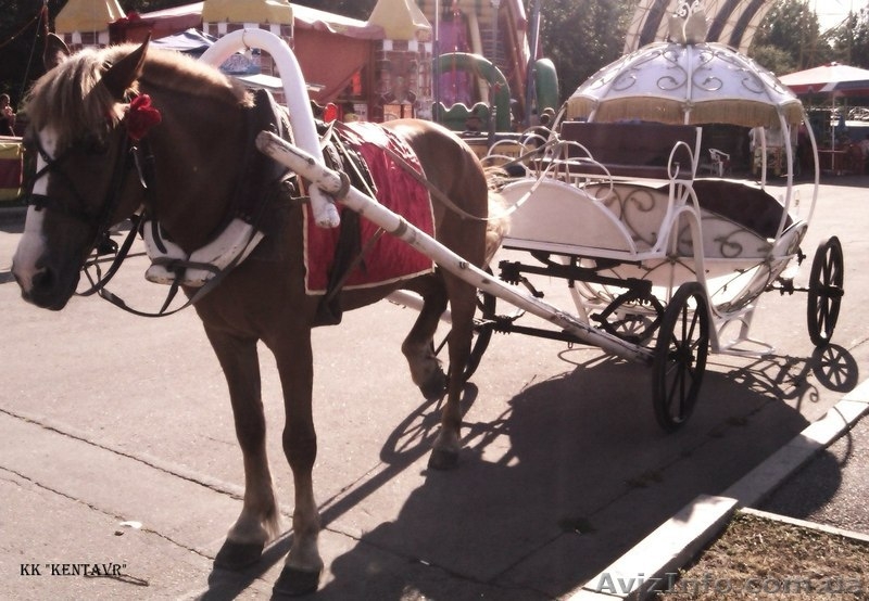 Прокат пони, логшадей, кареты - <ro>Изображение</ro><ru>Изображение</ru> #2, <ru>Объявление</ru> #1368958