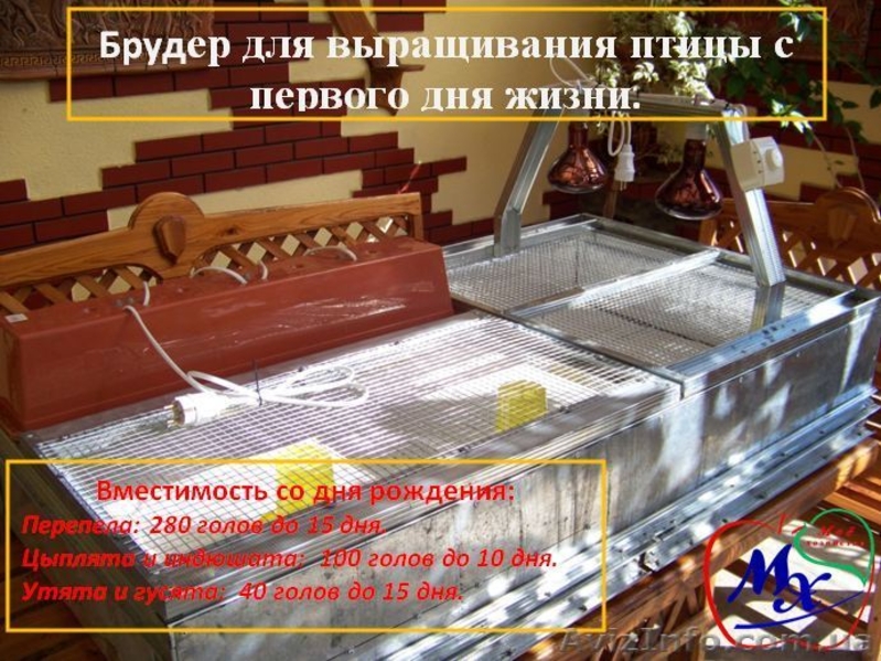 Выращивание цыплят в домашних условиях, брудер. - <ro>Изображение</ro><ru>Изображение</ru> #1, <ru>Объявление</ru> #1391179