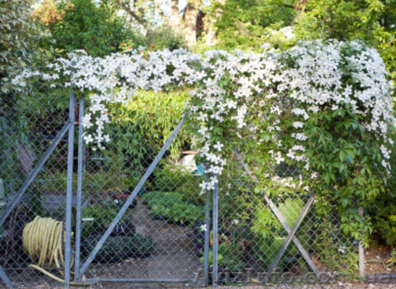 Садовые растения оптом. - <ro>Изображение</ro><ru>Изображение</ru> #3, <ru>Объявление</ru> #1388256