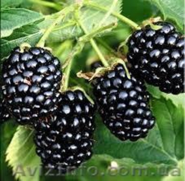 Садовые растения оптом. - <ro>Изображение</ro><ru>Изображение</ru> #4, <ru>Объявление</ru> #1388256