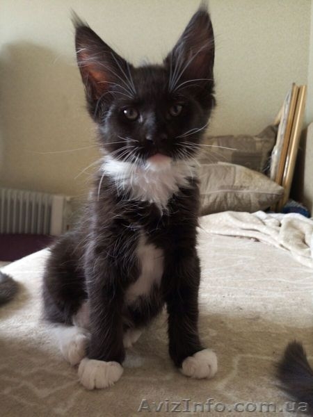 Продам котят мейн-куна с родословной от умненькой мамы - <ro>Изображение</ro><ru>Изображение</ru> #3, <ru>Объявление</ru> #1374571