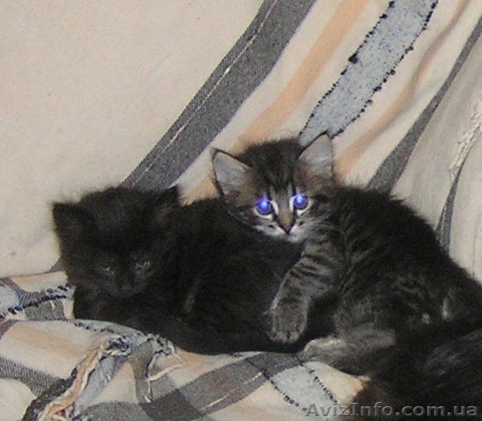 Метисы Турецкой ангоры ( 2 мес) - <ro>Изображение</ro><ru>Изображение</ru> #4, <ru>Объявление</ru> #1403733