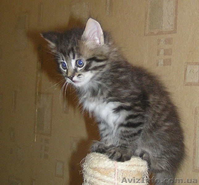 Метисы Турецкой ангоры ( 2 мес) - <ro>Изображение</ro><ru>Изображение</ru> #5, <ru>Объявление</ru> #1403733