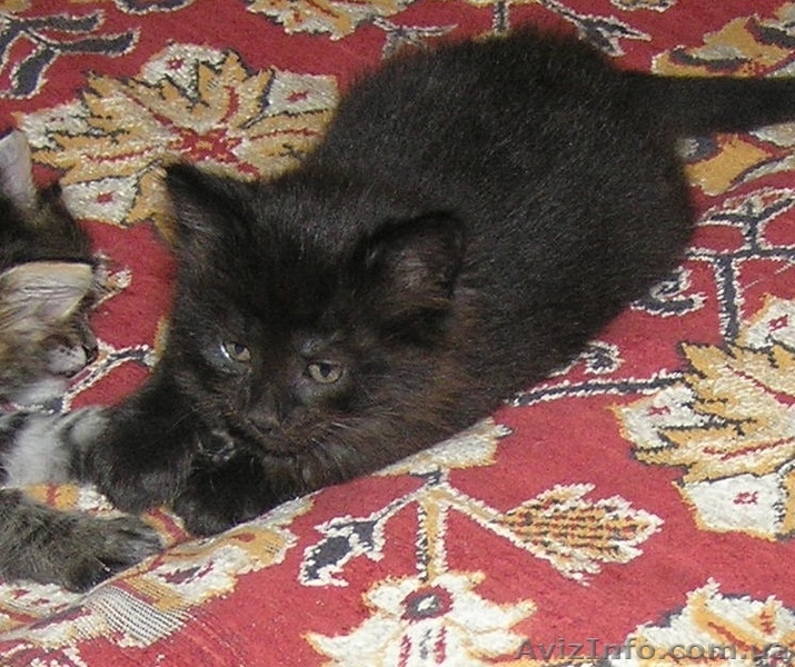 Метисы Турецкой ангоры ( 2 мес) - <ro>Изображение</ro><ru>Изображение</ru> #2, <ru>Объявление</ru> #1403733