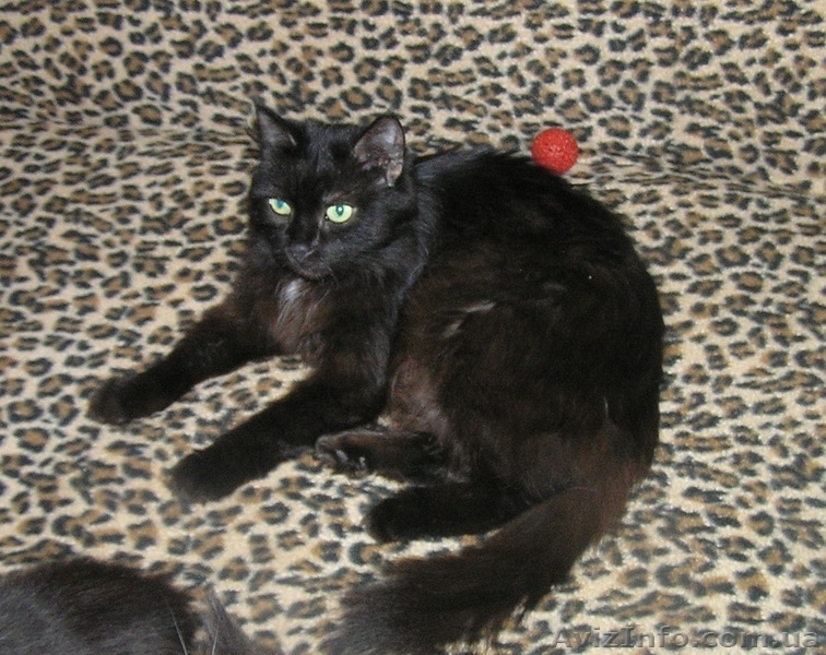 Метисы Турецкой ангоры ( 2 мес) - <ro>Изображение</ro><ru>Изображение</ru> #6, <ru>Объявление</ru> #1403733