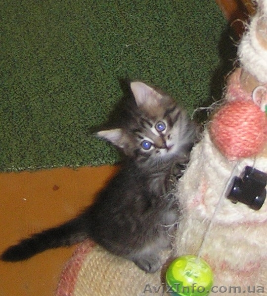 Метисы Турецкой ангоры ( 2 мес) - <ro>Изображение</ro><ru>Изображение</ru> #3, <ru>Объявление</ru> #1403733