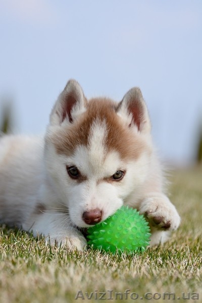 Щенки Породы Сибирский Хаски - Питомник Karnavalda - <ro>Изображение</ro><ru>Изображение</ru> #1, <ru>Объявление</ru> #1403437