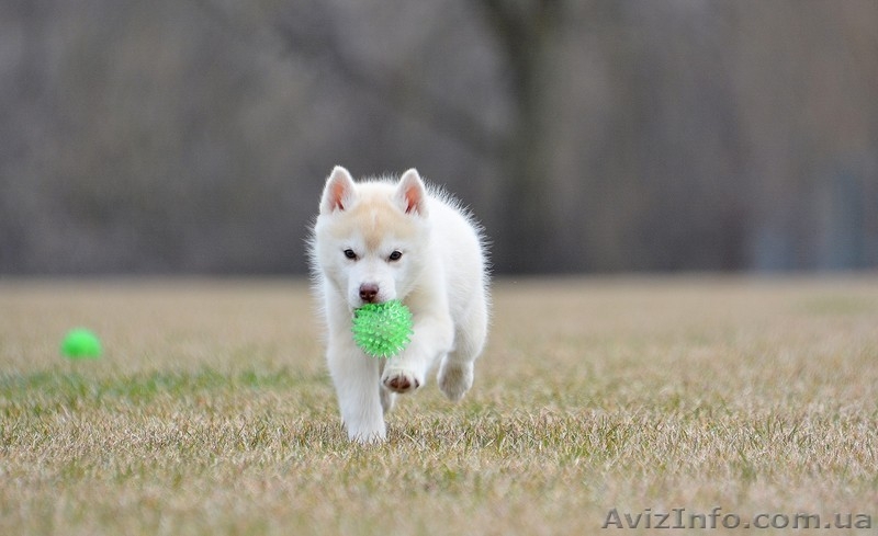 Щенки Породы Сибирский Хаски - Питомник Karnavalda - <ro>Изображение</ro><ru>Изображение</ru> #2, <ru>Объявление</ru> #1403437