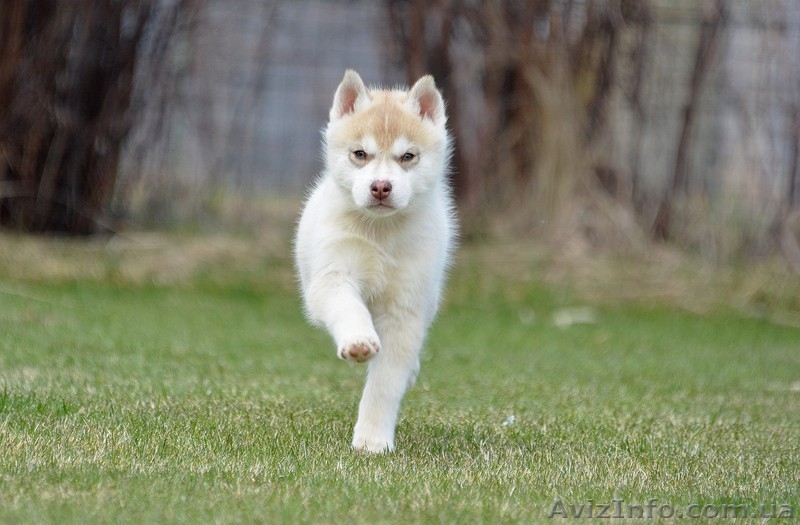 Щенки Породы Сибирский Хаски - Питомник Karnavalda - <ro>Изображение</ro><ru>Изображение</ru> #4, <ru>Объявление</ru> #1403437