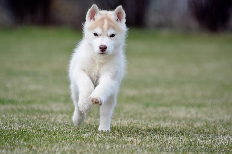 Щенки Породы Сибирский Хаски - Питомник Karnavalda - <ro>Изображение</ro><ru>Изображение</ru> #5, <ru>Объявление</ru> #1403437