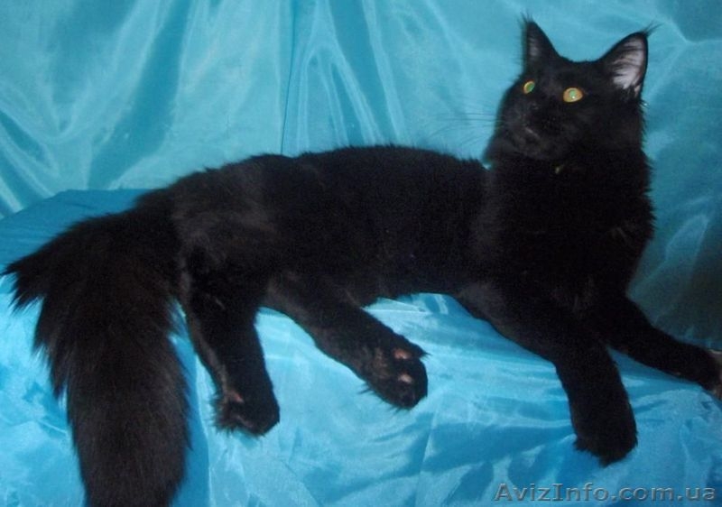 Супер котята мейн-куны от шикарных родителей - <ro>Изображение</ro><ru>Изображение</ru> #5, <ru>Объявление</ru> #1405296