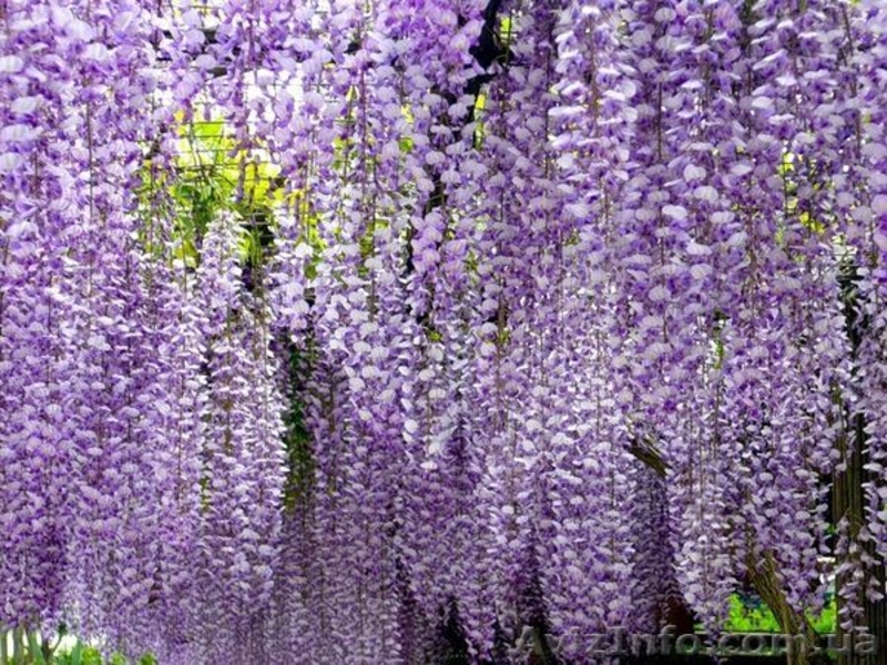 Саженцы Глицинии (Вистерии) морозоустойчивость доставка почтой по Украине - <ro>Изображение</ro><ru>Изображение</ru> #3, <ru>Объявление</ru> #1442825