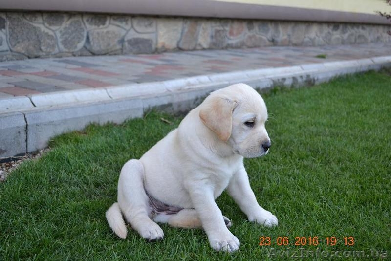  Красивейшие и умнейшие щенки Лабрадора ретривера - <ro>Изображение</ro><ru>Изображение</ru> #2, <ru>Объявление</ru> #1457388