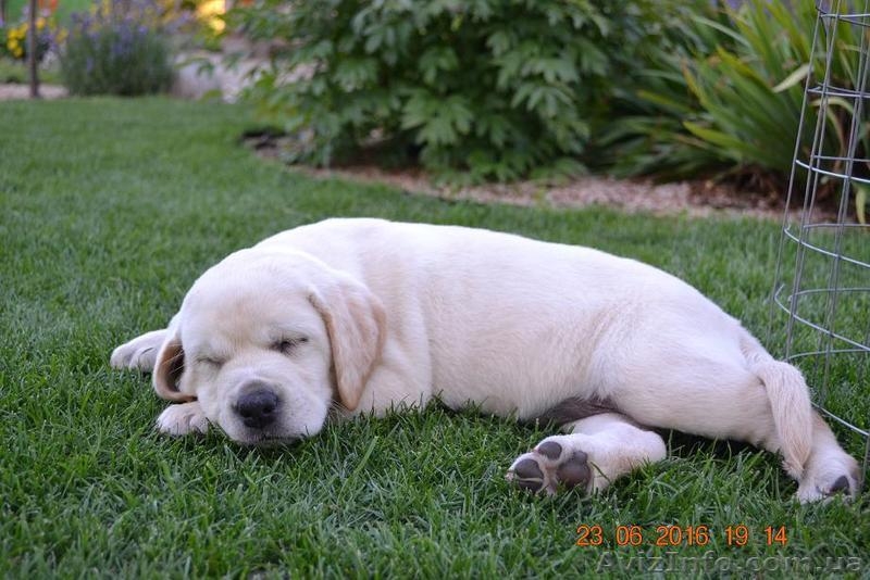  Красивейшие и умнейшие щенки Лабрадора ретривера - <ro>Изображение</ro><ru>Изображение</ru> #4, <ru>Объявление</ru> #1457388