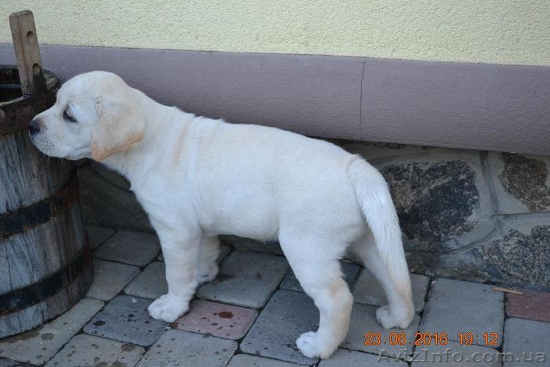  Красивейшие и умнейшие щенки Лабрадора ретривера - <ro>Изображение</ro><ru>Изображение</ru> #6, <ru>Объявление</ru> #1457388