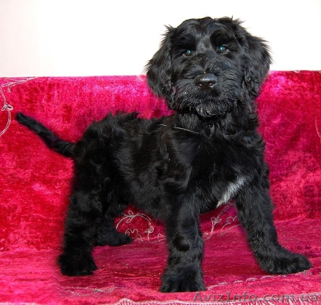 Щенки ризеншнауцеров  - <ro>Изображение</ro><ru>Изображение</ru> #1, <ru>Объявление</ru> #1383502