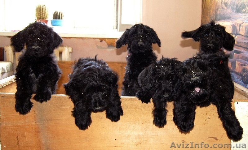 Щенки от питомника - <ro>Изображение</ro><ru>Изображение</ru> #2, <ru>Объявление</ru> #1351457