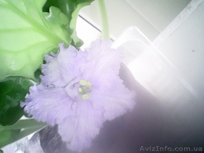 Продам узумбарскую фиалку - <ro>Изображение</ro><ru>Изображение</ru> #3, <ru>Объявление</ru> #1453969