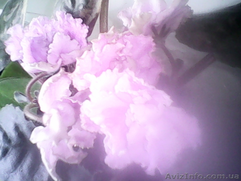 Продам узумбарскую фиалку - <ro>Изображение</ro><ru>Изображение</ru> #4, <ru>Объявление</ru> #1453969