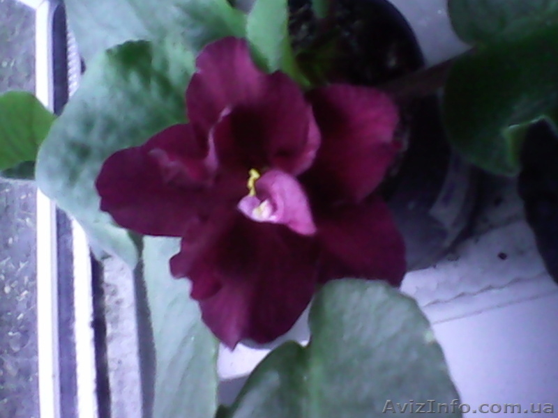 Продам узумбарскую фиалку - <ro>Изображение</ro><ru>Изображение</ru> #5, <ru>Объявление</ru> #1453969