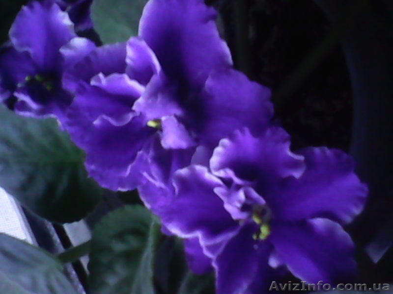 Продам узумбарскую фиалку - <ro>Изображение</ro><ru>Изображение</ru> #6, <ru>Объявление</ru> #1453969