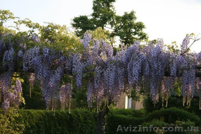Саженцы морозостойкой Глицинии Вистерии новой почтой, цена от 25 грн - <ro>Изображение</ro><ru>Изображение</ru> #2, <ru>Объявление</ru> #1483878