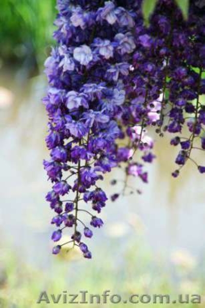Саженцы морозостойкой Глицинии Вистерии новой почтой, цена от 25 грн - <ro>Изображение</ro><ru>Изображение</ru> #5, <ru>Объявление</ru> #1483878