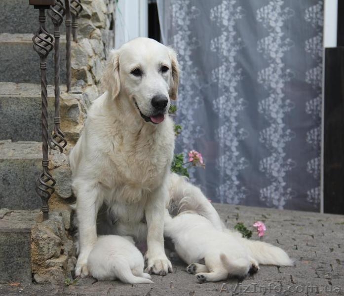 Шикарные щенки золотистого ретривера - <ro>Изображение</ro><ru>Изображение</ru> #1, <ru>Объявление</ru> #1481718