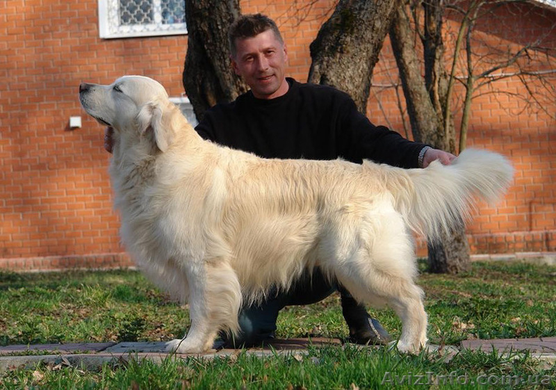 Шикарные щенки золотистого ретривера - <ro>Изображение</ro><ru>Изображение</ru> #3, <ru>Объявление</ru> #1481718