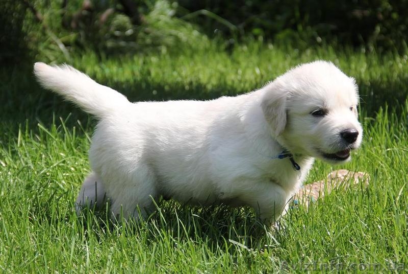 Шикарные щенки золотистого ретривера - <ro>Изображение</ro><ru>Изображение</ru> #5, <ru>Объявление</ru> #1481718