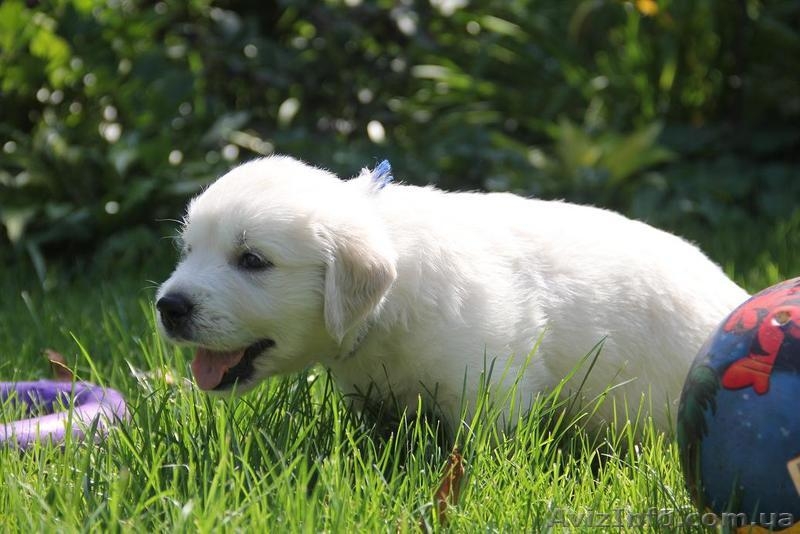 Шикарные щенки золотистого ретривера - <ro>Изображение</ro><ru>Изображение</ru> #6, <ru>Объявление</ru> #1481718