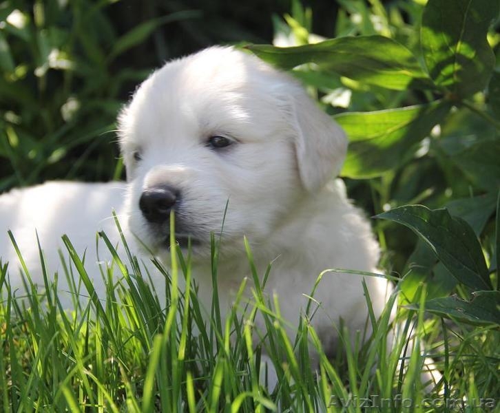 Шикарные щенки золотистого ретривера - <ro>Изображение</ro><ru>Изображение</ru> #7, <ru>Объявление</ru> #1481718